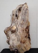 Maple burl driftwood for sale  Brookings