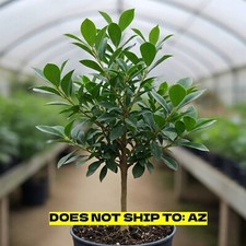 Topiary eugenia tree for sale  Miami
