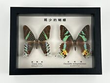 Swallow moth butterfly for sale  Dewey