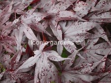 Rare japanese maple for sale  Stanwood
