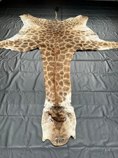Echtes giraffenfell südafrika gebraucht kaufen Echtes giraffenfell südafrika gebraucht kaufen  Hamburg