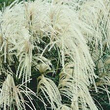 Miscanthus sinensis silberspin gebraucht kaufen  Ellerhoop