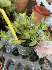 Epidendrum porpax orchid for sale  Saint Petersburg