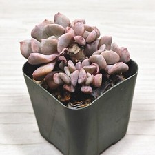 Succulent plant crested for sale  San Jose
