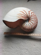 Großer nautilus perlboot gebraucht kaufen  Gräfelfing