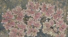 Azolla 100s plants for sale  Sanger