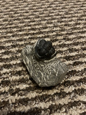 Trilobite fossil cornuproetus for sale  SWINDON
