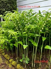 True solomon seal for sale  Lynden