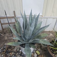 Inch blue agave for sale  Clearlake