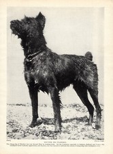 1930s antique bouvier d'occasion  Expédié en Belgium