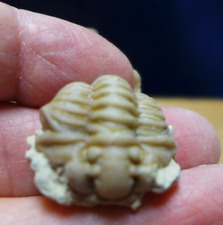 Imprese geologiche clavicola usato  Spedire a Italy