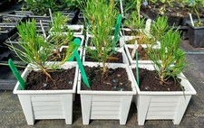 Pinus mugo dwarf for sale  MALPAS