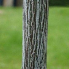 Acer davidii snake for sale  SOUTHAMPTON