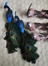 Vibrant feather bird for sale Vibrant feather bird for sale  BRIGHTON