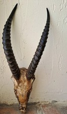 Ancienne paire cornes d'occasion  France