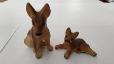 belgian dog for sale belgian dog for sale Saratoga Springs