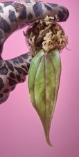 Dioscorea Pink Pixel na sprzedaż  PL