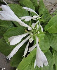 Hosta tonalité vert d'occasion  Metz-