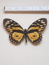 Papilio zagreus männchen gebraucht kaufen  Halle