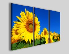 Quadri girasoli sunflower usato  Pontecagnano Faiano