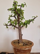 Bonsai variété portulacaria d'occasion  Caudebec-en-Caux