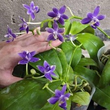 Phal. violacea equestris for sale  Gaylord