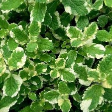 Pineapple mint aromatic for sale  UK