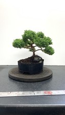 Juniperus nana bonsai for sale  WOLVERHAMPTON