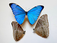 Morpho aurora for sale  Delray Beach