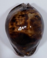 conche usato conche usato Italia