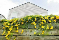Cats claw creeper for sale  USA