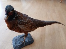 Fasan altes tierpräparat gebraucht kaufen  Simmern/ Hunsrück