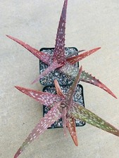 Aloe labworana rare for sale  Carlsbad