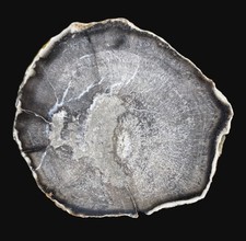 Loss leader dicot for sale  Creston