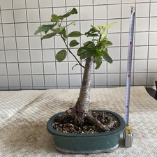 Bonsai melo usato  Usmate Velate