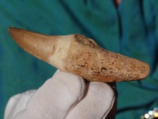 Grande Mosasauro fóssil dente de dinossauro 100 milhões de anos adulto adulto adulto adulto comprar usado  Enviando para Brazil