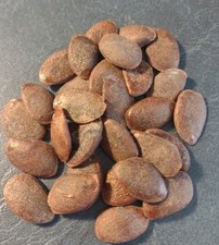American persimmon tree for sale  West Plains