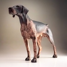 German shorthaired pointer for sale  UK