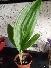 Variegated aspidistra indoor for sale  MATLOCK