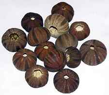 Tuxedo sea urchin for sale  Brielle