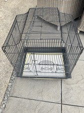 Liberta siam bird for sale  SOUTHAMPTON