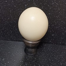 Curiosité oeuf autruche d'occasion  Raon-l'Étape