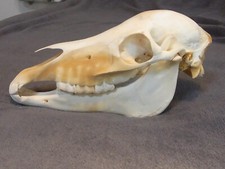 Echter pferdeschädel fohlensc gebraucht kaufen  Kaltenkirchen