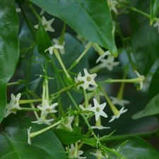 Night blooming jasmine for sale  Daytona Beach