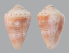 Conus pascuensis. mm. d'occasion  Sète