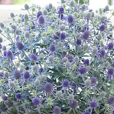 Eryngium blue globe for sale  UK
