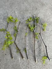 Cuttings jujube tree for sale  Baldwin Park