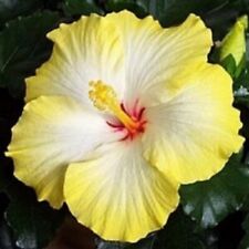 Yellow white hibiscus for sale  Ravensdale