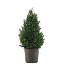 2.25 gallon cypress for sale  Natick