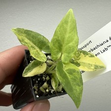 Alocasia lauterbachiana aurea for sale  STAINES-UPON-THAMES